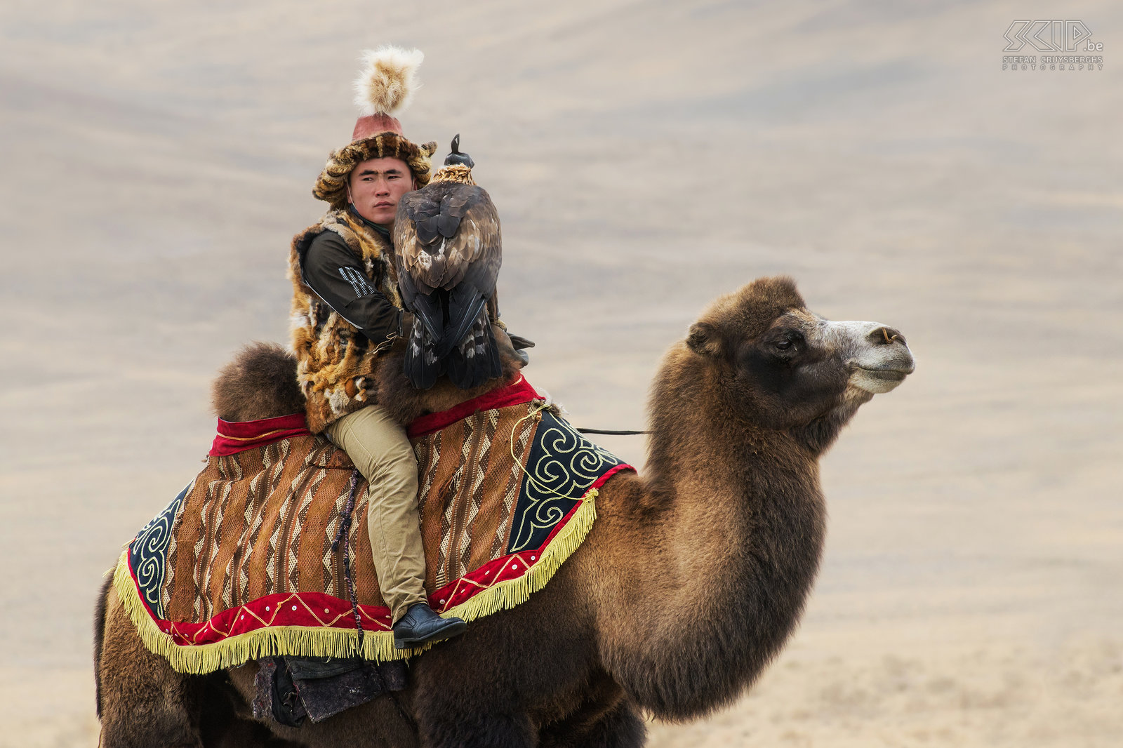 Ulgii - Golden Eagle Festival - Adelaarjager op kameel Sommige arendjagers rijden ook op kamelen. Stefan Cruysberghs